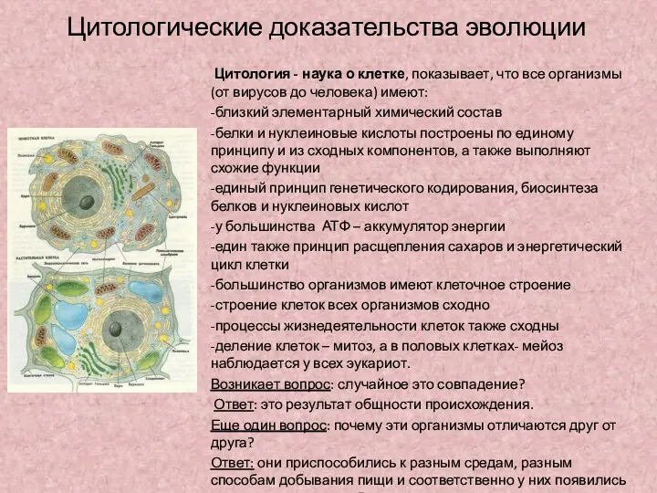 Цитологические доказательства эволюции Цитология - наука о клетке, показывает, что все организмы (от