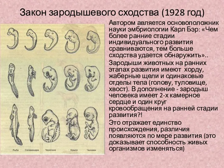 Закон зародышевого сходства (1928 год) Автором авляется основоположник науки эмбриологии