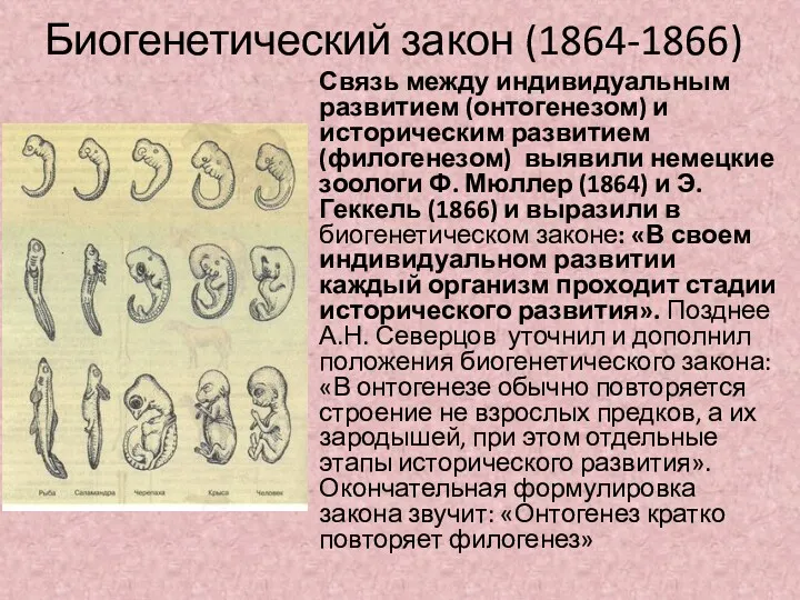 Биогенетический закон (1864-1866) Связь между индивидуальным развитием (онтогенезом) и историческим