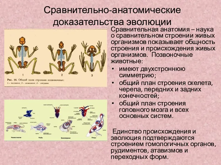 Сравнительно-анатомические доказательства эволюции Сравнительная анатомия – наука о сравнительном строении