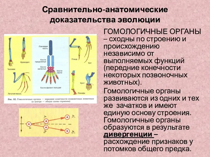 Сравнительно-анатомические доказательства эволюции ГОМОЛОГИЧНЫЕ ОРГАНЫ – сходны по строению и