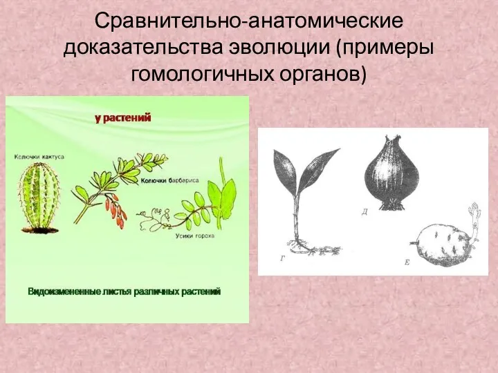 Сравнительно-анатомические доказательства эволюции (примеры гомологичных органов)