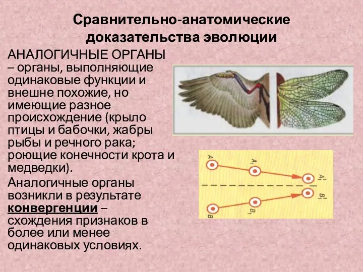 Сравнительно-анатомические доказательства эволюции АНАЛОГИЧНЫЕ ОРГАНЫ – органы, выполняющие одинаковые функции и внешне похожие,