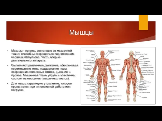 Мышцы Мышцы - органы, состоящие из мышечной ткани; способны сокращаться