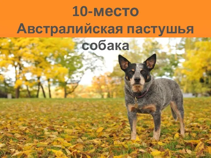 10-место Австралийская пастушья собака