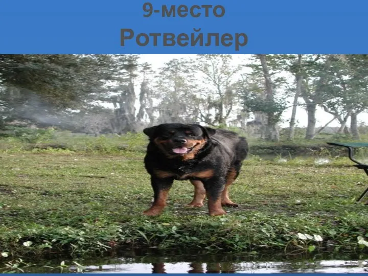 9-место Ротвейлер