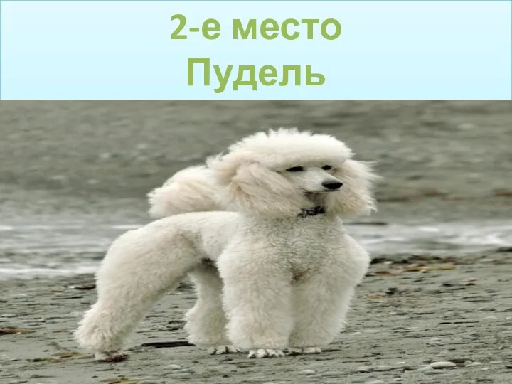 2-е место Пудель