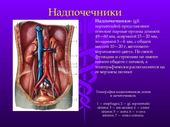 Надпочечники Надпочечники- (gll. suprarenales) представляют плоские парные органы длиной 49—60 мм, шириной 15—20