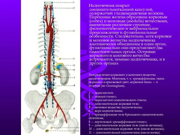 Надпочечник покрыт соединительнотканной капсулой, содержащей гладкомышечные волокна. Паренхима железы образована корковым (cortex) и