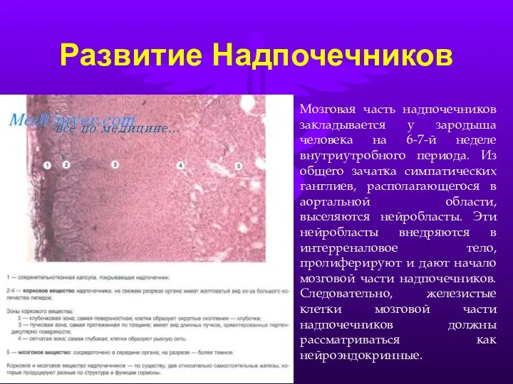 Развитие Надпочечников Мозговая часть надпочечников закладывается у зародыша человека на