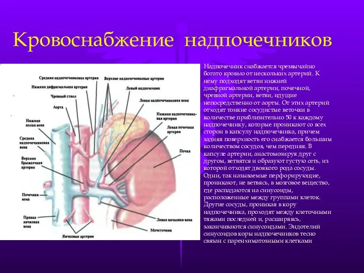 Кровоснабжение надпочечников Надпочечник снабжается чрезвычайно богато кровью от нескольких артерий.