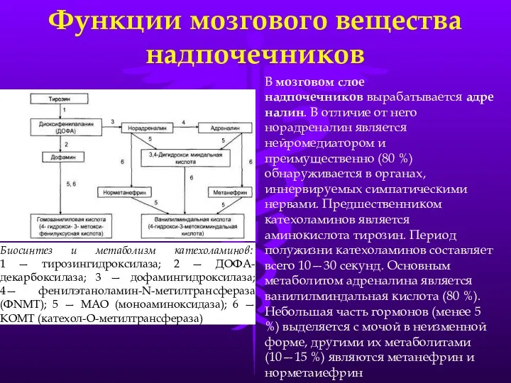 Функции мозгового вещества надпочечников В мозговом слое надпочечников вырабатывается адреналин. В отличие от