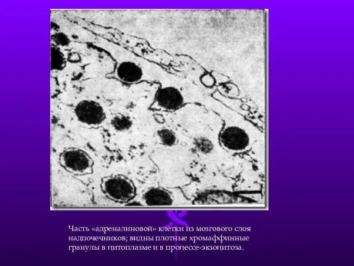 Часть «адреналиновой» клетки из мозгового слоя надпочечни­ков; видны плотные хромаффинные гранулы в цитоплазме и в процессе-экзоцитоза.