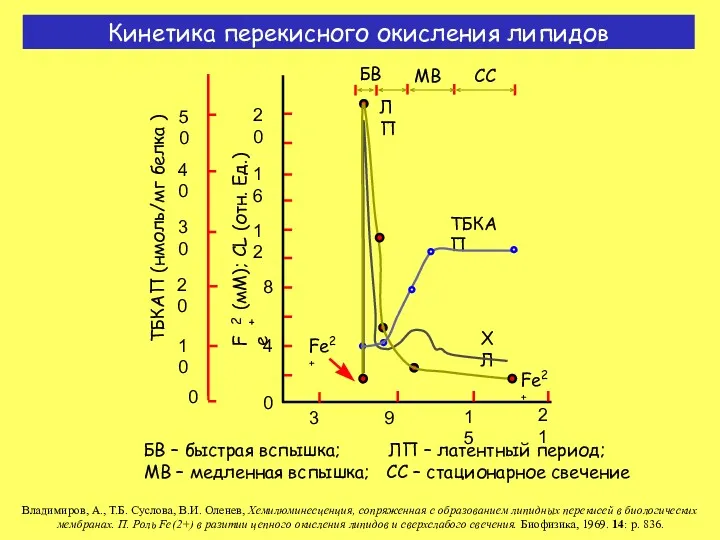 Кинетика перекисного окисления липидов БВ – быстрая вспышка; ЛП –