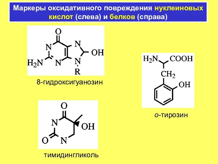 Маркеры оксидативного повреждения нуклеиновых кислот (слева) и белков (справа) 8-гидроксигуанозин тимидингликоль о-тирозин