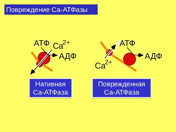 Повреждение Са-АТФазы Ca 2+ АТФ АДФ Нативная Ca-АТФаза Поврежденная Ca-АТФаза