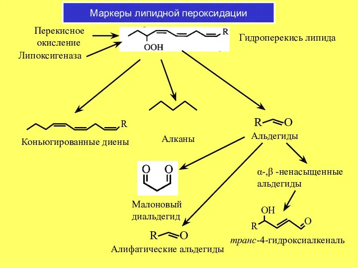 Маркеры липидной пероксидации