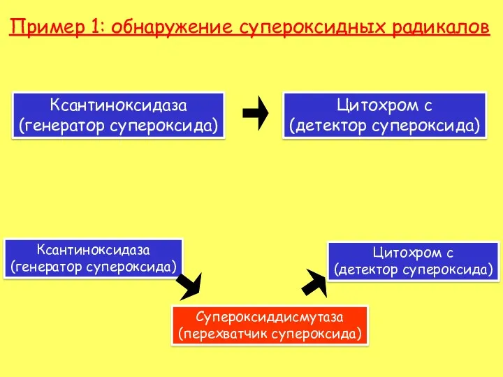 Пример 1: обнаружение супероксидных радикалов Ксантиноксидаза (генератор супероксида) Цитохром с