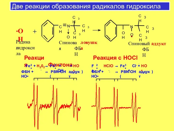 Две реакции образования радикалов гидроксила + + . ОН Радикал