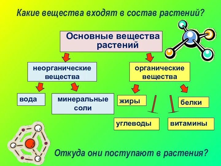 Основные вещества растений неорганические вещества вода минеральные соли органические вещества