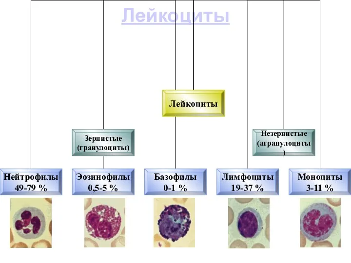 Лейкоциты Лейкоциты, или белые кровяные клетки, в свежей крови бесцветны, что отличает их