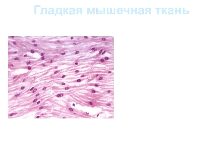 Гладкая мышечная ткань Структурно-функциональной единицей гладкой мышечной ткани мезенхимного типа служит гладкий миоцит