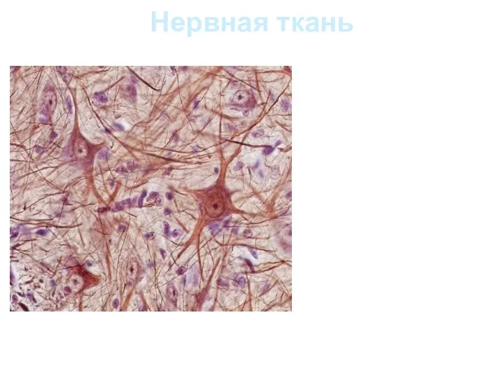 Нервная ткань Состоит из нейронов (нейроцитов), обладающих способностью к выработке и проведению нервных