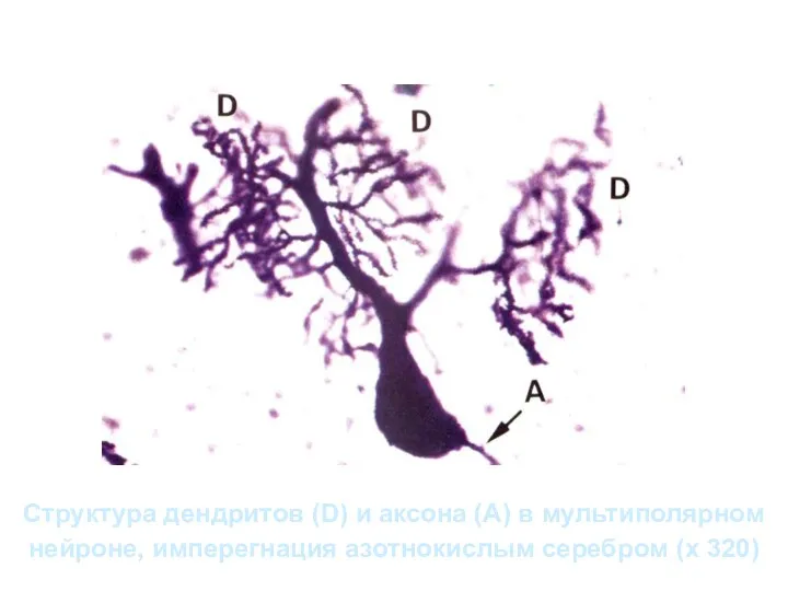 Структура дендритов (D) и аксона (А) в мультиполярном нейроне, имперегнация азотнокислым серебром (х 320)