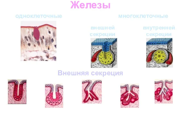 Железы одноклеточные многоклеточные внешней секреции внутренней секреции Внешняя секреция Простая неразветвленная трубчатая железа