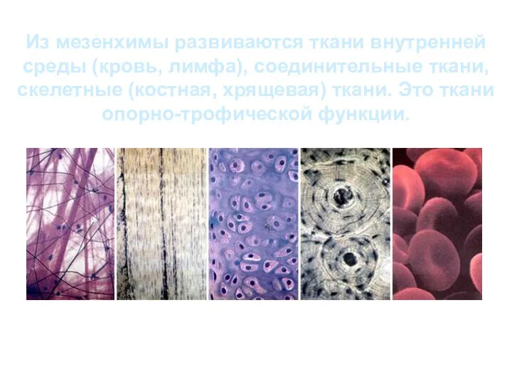 Из мезенхимы развиваются ткани внутренней среды (кровь, лимфа), соединительные ткани,