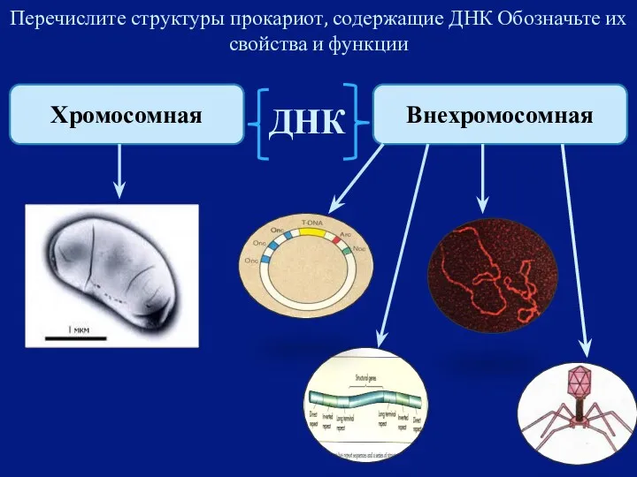 Перечислите структуры прокариот, содержащие ДНК Обозначьте их свойства и функции ДНК Внехромосомная Хромосомная