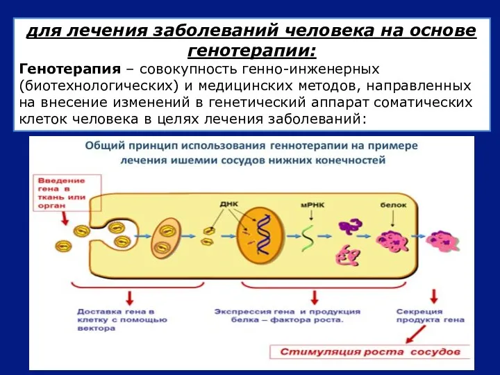 для лечения заболеваний человека на основе генотерапии: Генотерапия – совокупность