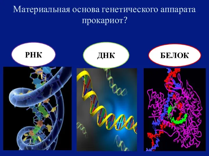 Материальная основа генетического аппарата прокариот? ДНК БЕЛОК РНК