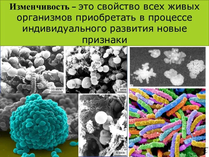 Изменчивость – это свойство всех живых организмов приобретать в процессе индивидуального развития новые признаки