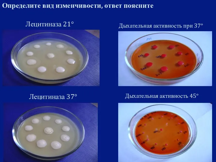 Определите вид изменчивости, ответ поясните Дыхательная активность при 37° Дыхательная активность 45° Лецитиназа 21° Лецитиназа 37°