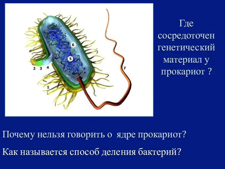 Почему нельзя говорить о ядре прокариот? Где сосредоточен генетический материал