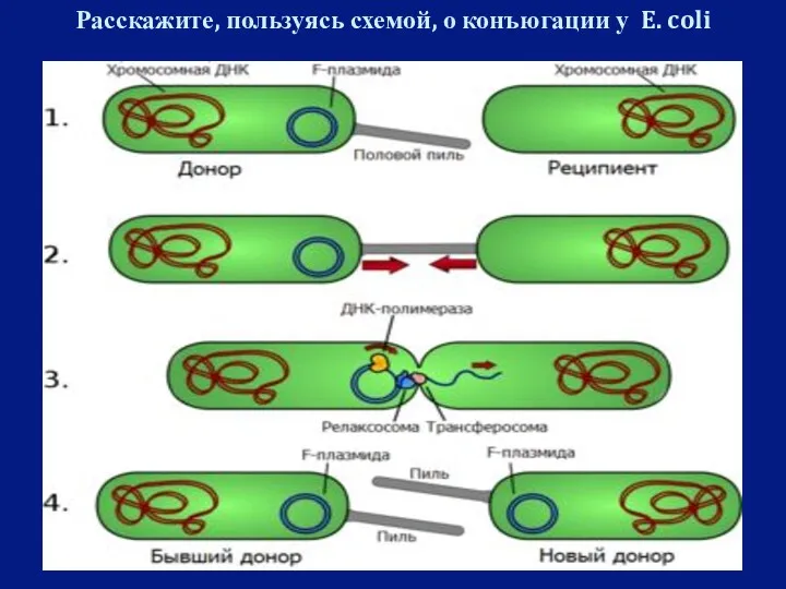 Расскажите, пользуясь схемой, о конъюгации у E. coli