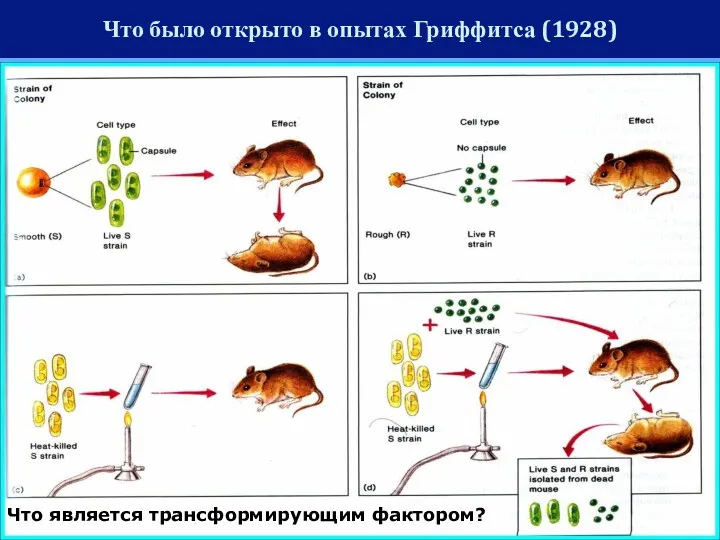 Что было открыто в опытах Гриффитса (1928) Что является трансформирующим фактором?