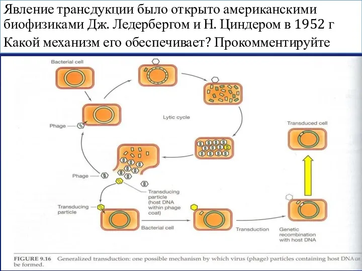 Явление трансдукции было открыто американскими биофизиками Дж. Ледербергом и Н.