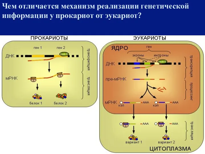 Чем отличается механизм реализации генетической информации у прокариот от эукариот?