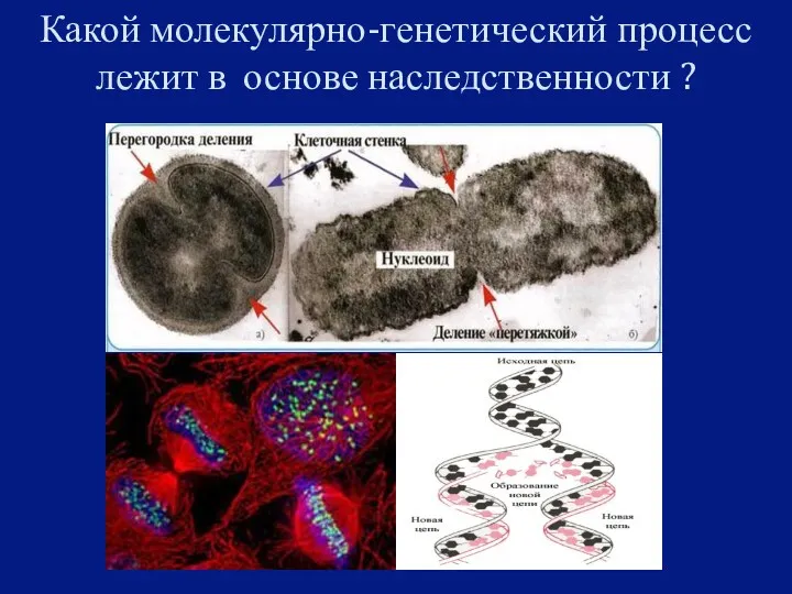 Какой молекулярно-генетический процесс лежит в основе наследственности ?