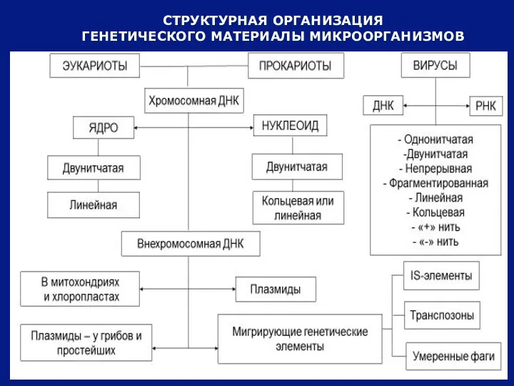 СТРУКТУРНАЯ ОРГАНИЗАЦИЯ ГЕНЕТИЧЕСКОГО МАТЕРИАЛЫ МИКРООРГАНИЗМОВ