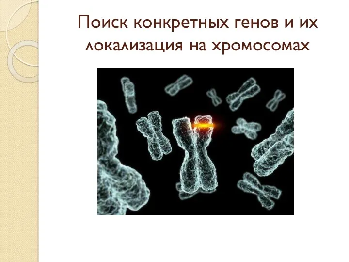 Поиск конкретных генов и их локализация на хромосомах