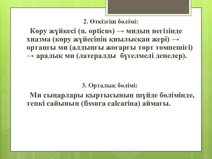 2. Өткізгіш бөлімі: Көру жүйкесі (n. opticus) → мидың негізінде хиазма (көру жүйесінің