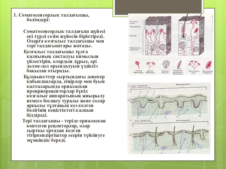 1. Соматосенсорлық талдағышы, бөлімдері: Соматосенсорлық талдағыш жүйесі екі түрлі сезім