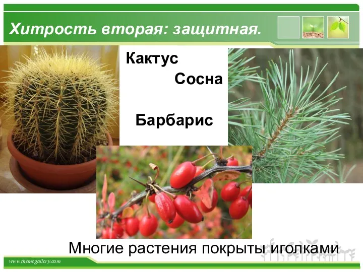 Хитрость вторая: защитная. Многие растения покрыты иголками Кактус Сосна Барбарис