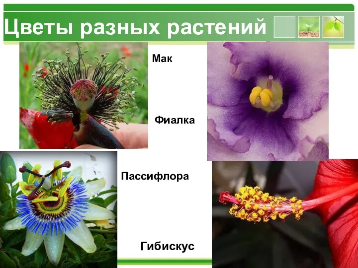 Цветы разных растений Пассифлора Гибискус Мак Фиалка