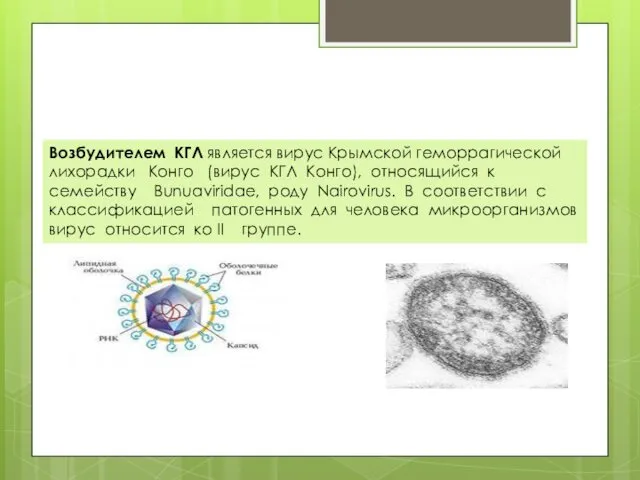 Возбудителем КГЛ является вирус Крымской геморрагической лихорадки Конго (вирус КГЛ