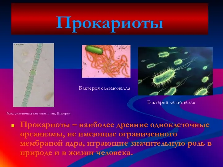 Прокариоты Прокариоты – наиболее древние одноклеточные организмы, не имеющие ограниченного