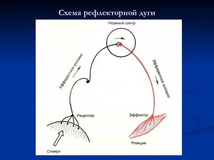 Схема рефлекторной дуги